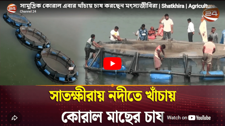 সাতক্ষীরায় খাঁচায় সামুদ্রিক কোরাল চাষে নতুন সম্ভাবনা